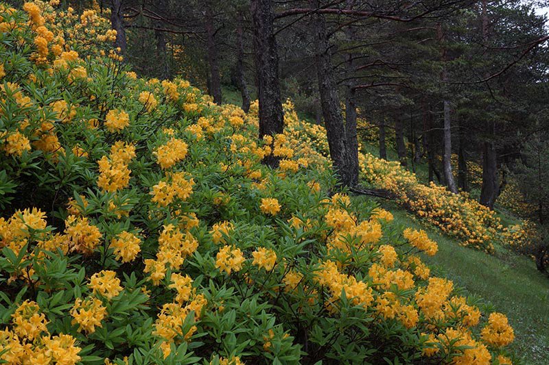 RHODODENDRON%20LUTEUM%201.jpg