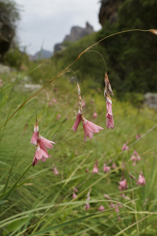 Dierama tysonii